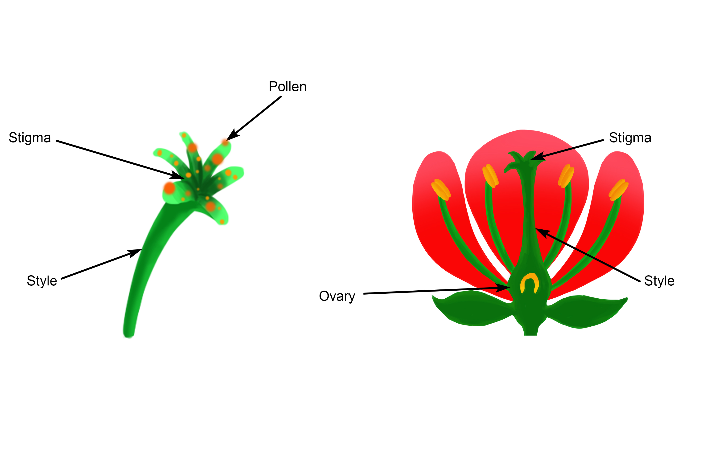 Pollen is carried by wind and insects to the stigma then the plant is pollinated
